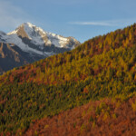 Bosco autunnale