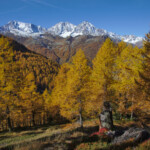 Bosco in Svizzera