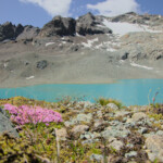 Rosa e azzurro