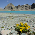 Fiori e lago