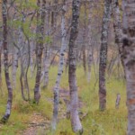 Il bosco di betulle all'inizio della valle